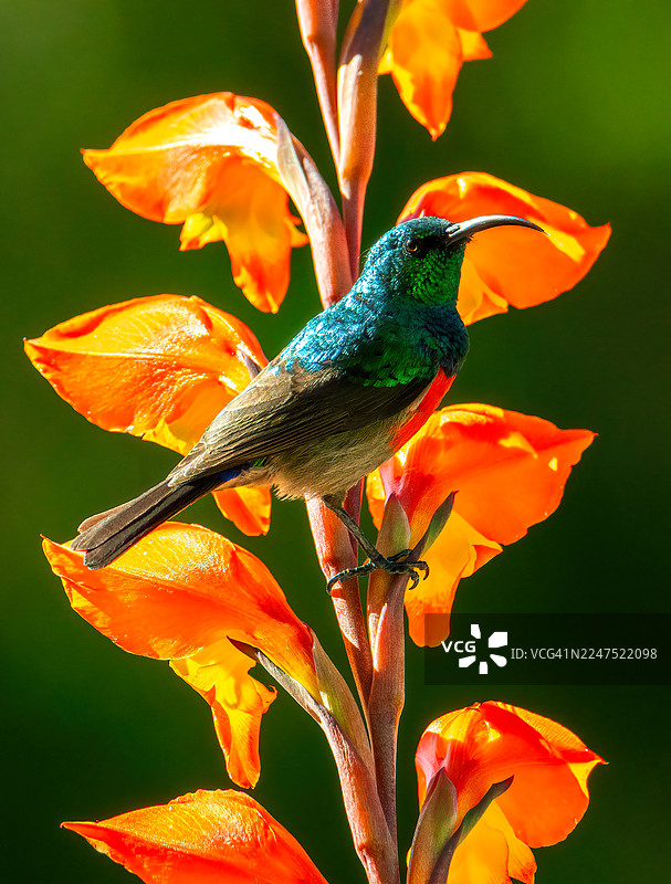 一只色彩鲜艳的太阳鸟栖息在橙色鲜艳的花上，背景是绿色的图片素材