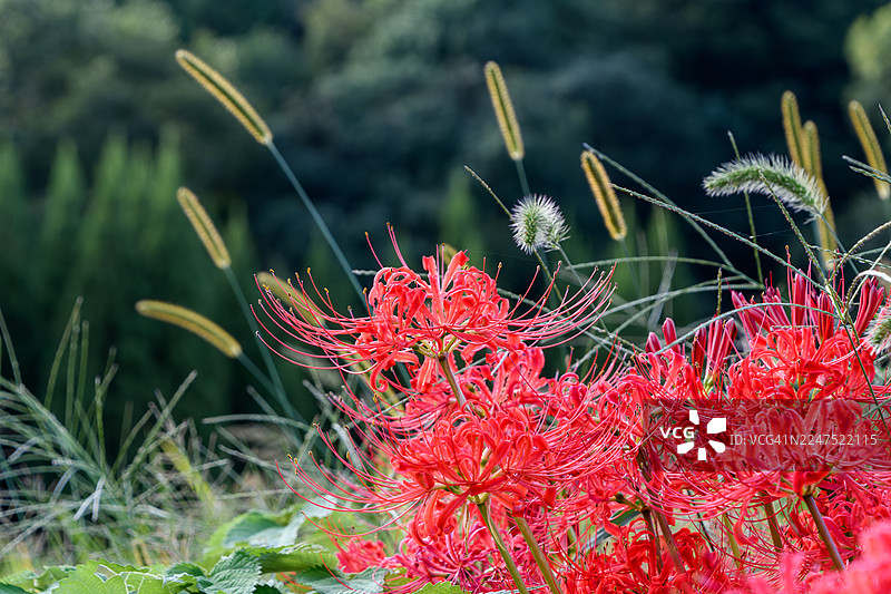 阴天时，鲜艳的红蜘蛛百合在葱郁的绿野中绽放图片素材