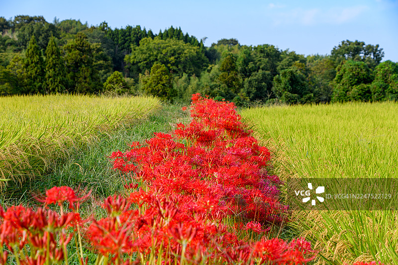 晴朗蓝天下，日本葱郁稻田里盛开的鲜艳红蜘蛛百合图片素材