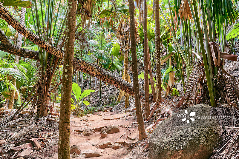 郁郁葱葱的热带雨林，一条蜿蜒的土路穿过其中，巨大的棕榈树和生机勃勃的绿色植物展现出自然的风光。图片素材