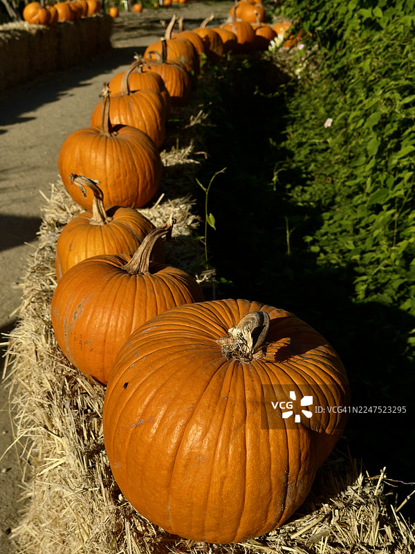 从高处俯瞰南瓜地里干草堆上的一排排橙色南瓜，背景是郁郁葱葱的绿色植物，阳光明媚。图片素材