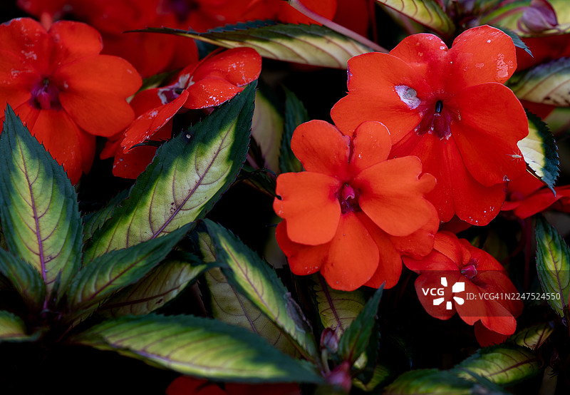深色背景下，色彩鲜艳的红色开花植物特写，叶子带有斑驳的纹理图片素材