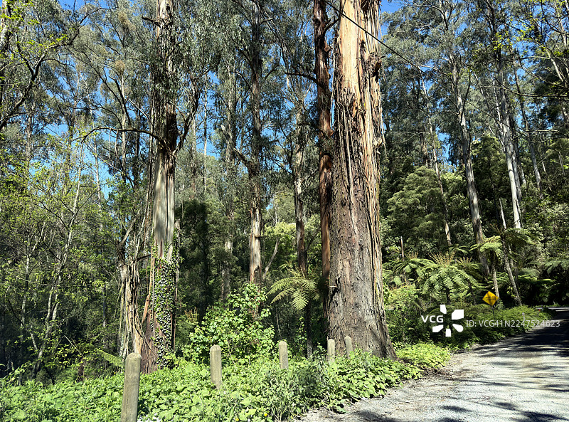 高耸的桉树排列在蜿蜒的森林公路上，路旁生长着茂密的下层植被，头顶是湛蓝的天空，位于澳大利亚雅拉河谷。图片素材