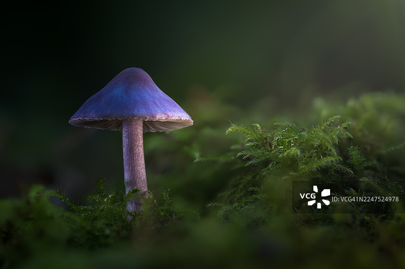 特写镜头：一株生机勃勃的紫色蘑菇在长满茂密绿苔的森林地面上生长，景深较浅图片素材