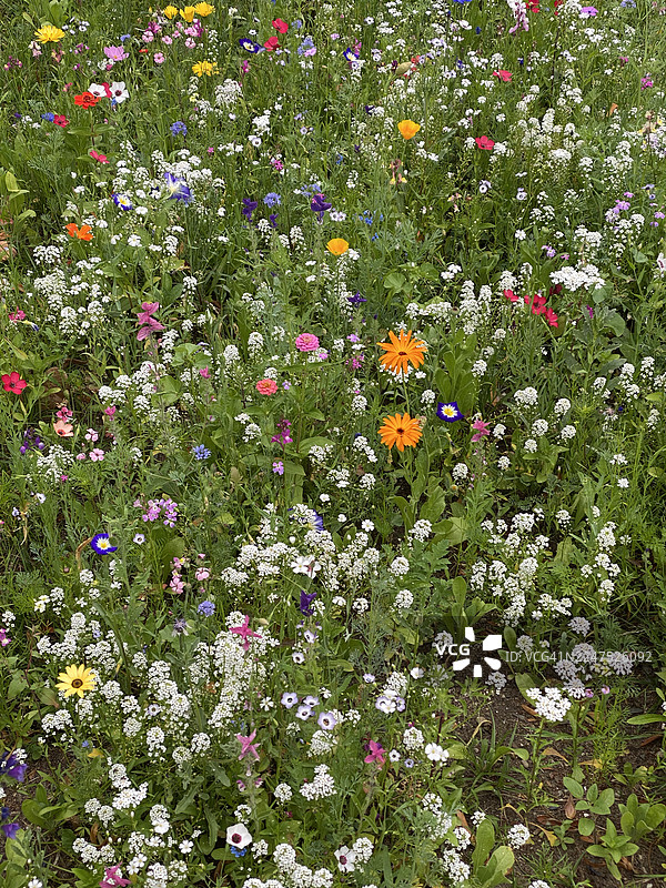 生机勃勃的植物，俯视视角，置身于繁茂的绿野，展现自然之美与生物多样性图片素材