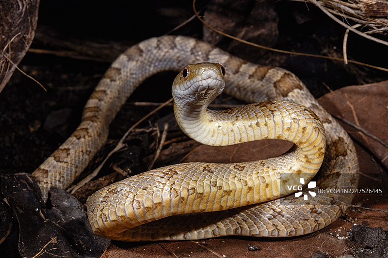 佛罗里达 Everglades 鼠蛇图片素材