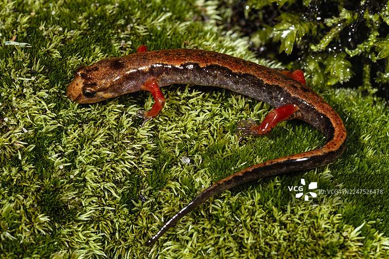 红腿模仿蝾螈图片素材