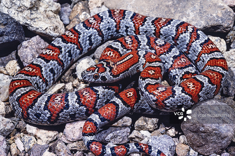 墨西哥王蛇 - 德克萨斯图片素材