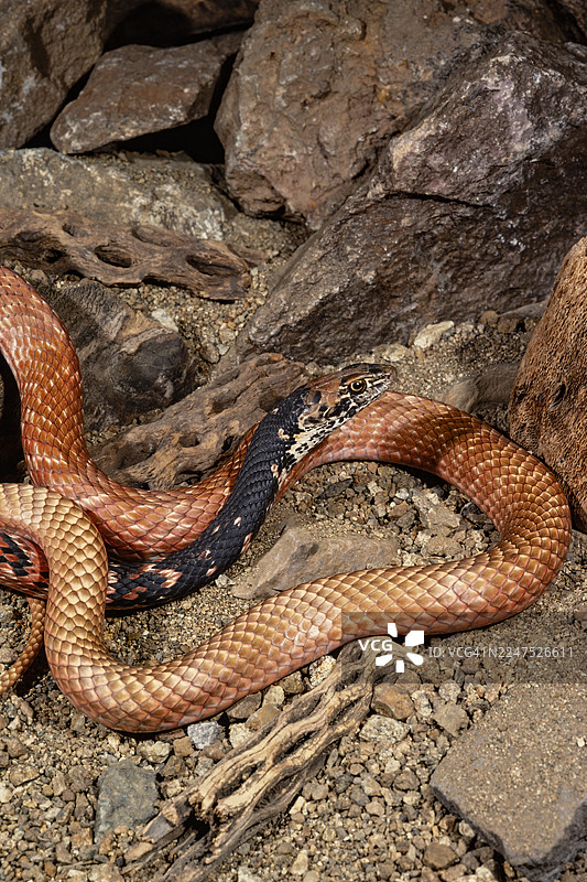 红鞭蛇图片素材