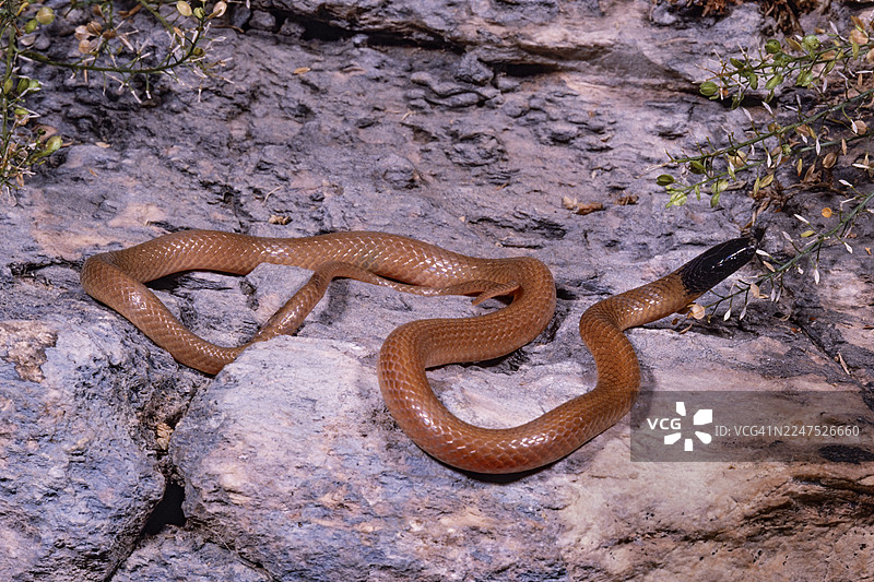 坦坦拉库库拉塔蛇 - 德克萨斯黑头蛇图片素材