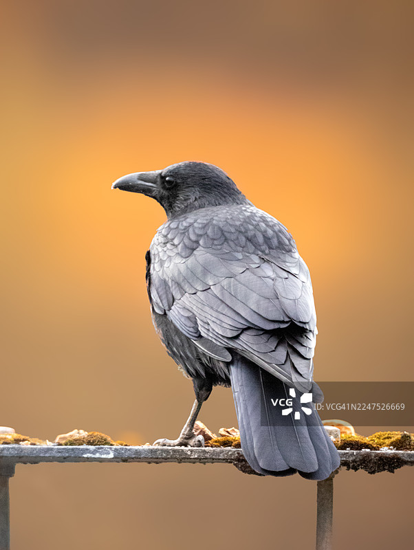 特写一只乌鸦栖息在金属栏杆上，望向左边，背景柔和温暖图片素材
