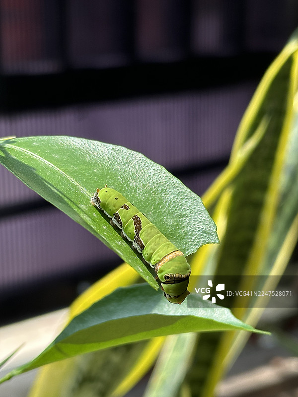 阳光下，一片鲜绿的叶子上爬着一只翠绿的毛毛虫的特写。图片素材