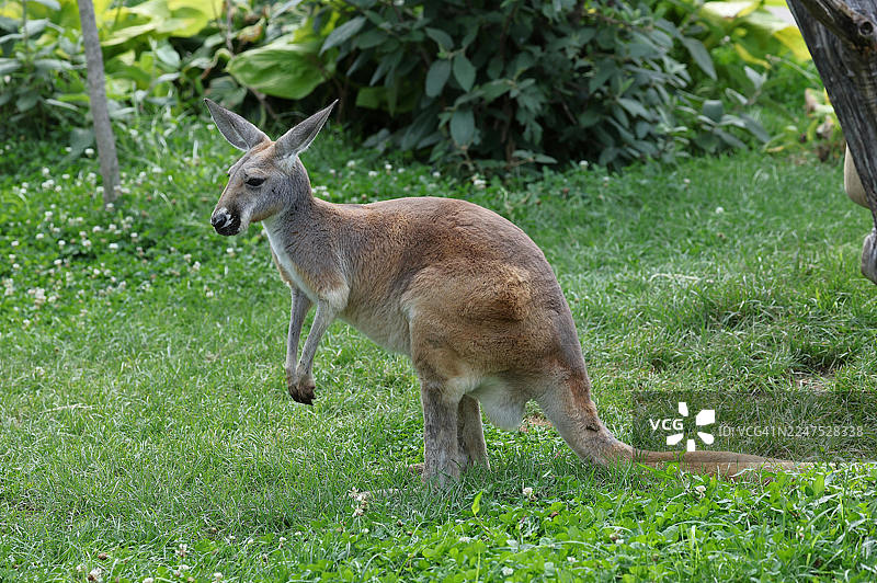 背景是绿色植被的草地上的一只袋鼠图片素材