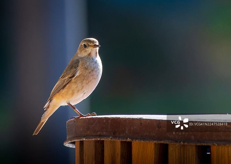 特写：一只小鸟栖息在木质表面上，背景柔和而黑暗图片素材