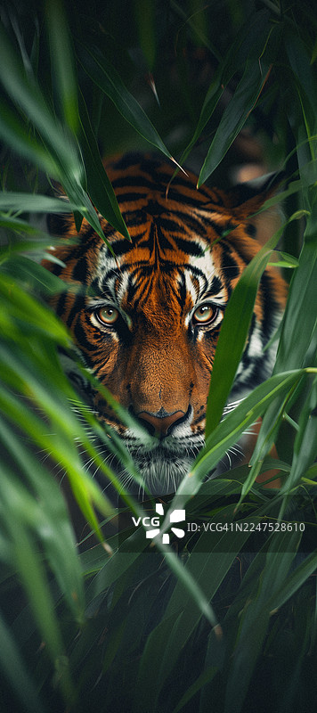 丛林中，一只老虎从茂密的绿色植物中窥视的特写肖像图片素材