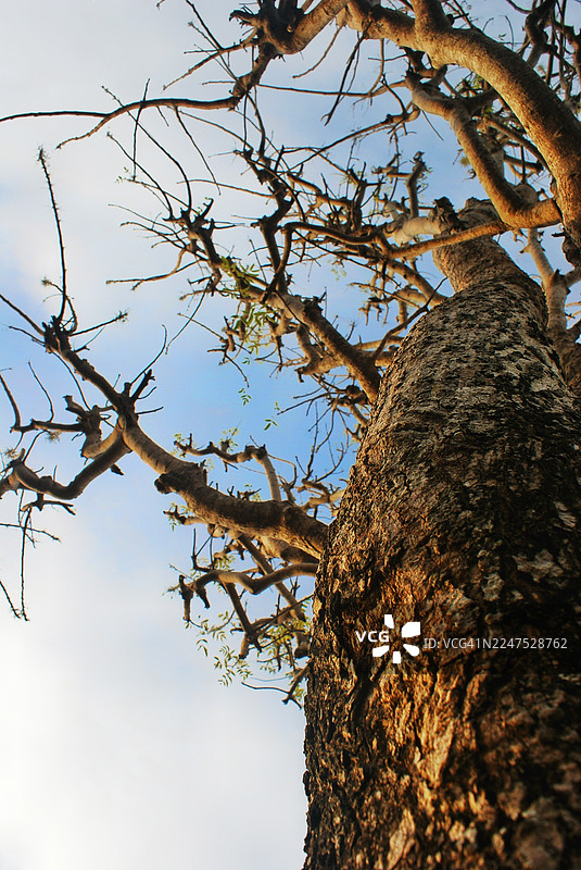 仰视视角，一棵枝干光秃的树在晴朗的蓝天下，沐浴在温暖的阳光中图片素材