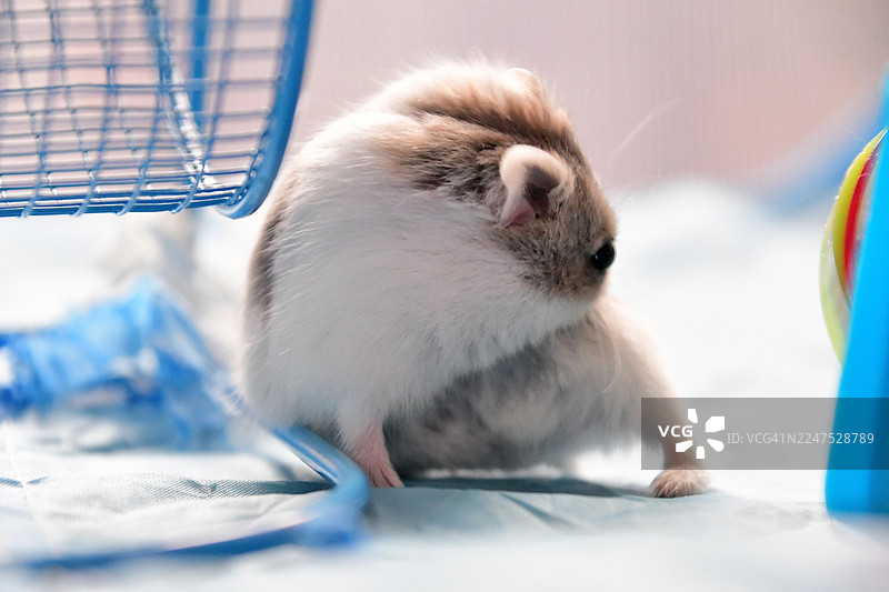 浅蓝色背景上，一只可爱毛茸茸的仓鼠正在梳理自己，背景是笼子图片素材