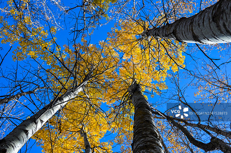 仰视视角拍摄，在晴朗的蓝天下，生机勃勃的黄色秋叶，展现了秋季之美图片素材