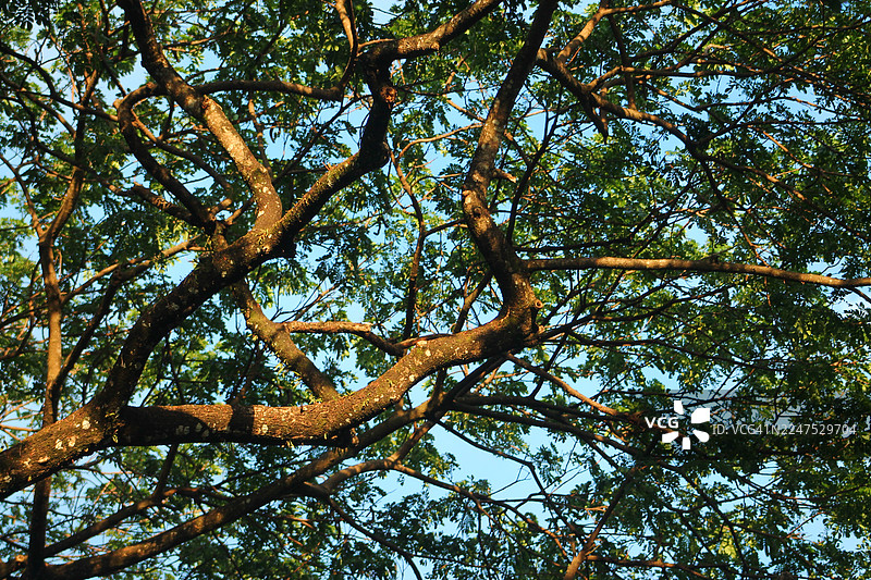 仰视碧绿树枝，背景为晴朗蓝天图片素材