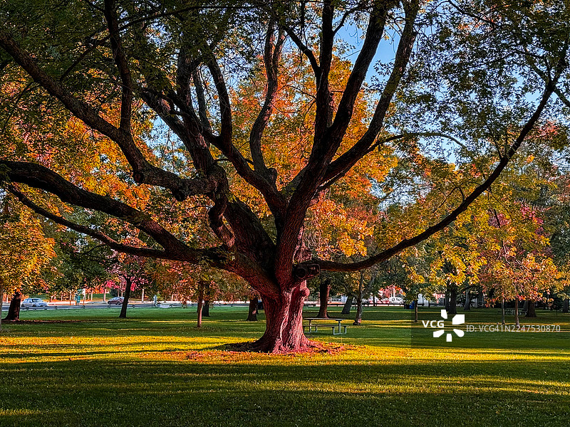 阳光明媚的公园里，绿草如茵，树木披上了鲜艳的秋色。图片素材