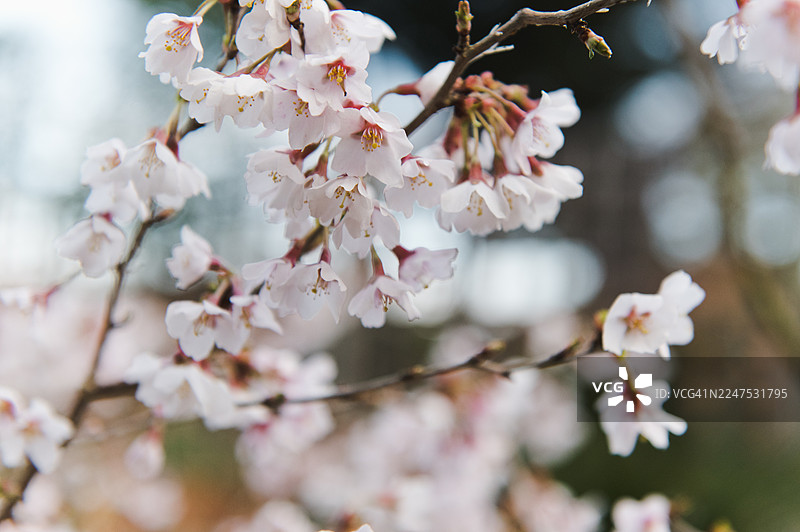 特写：树枝上盛开的樱花图片素材