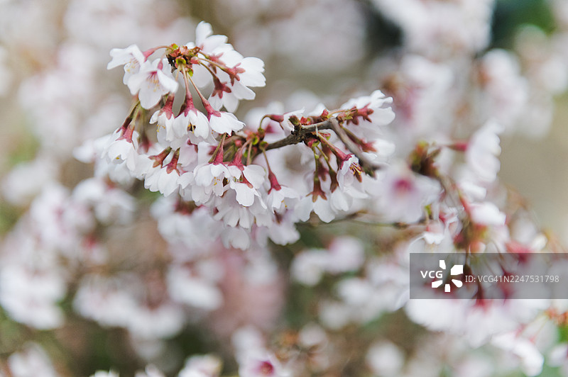 特写：树枝上盛开的樱花图片素材