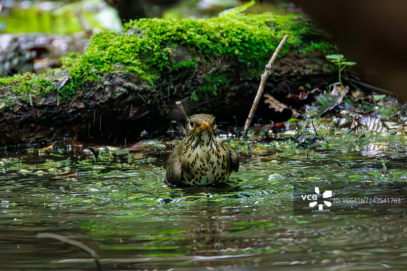 日本灰鸫（Turdus cardis），在泉水中沐浴。野鸟。观鸟，日本山梨县富士吉田市大门春。图片素材