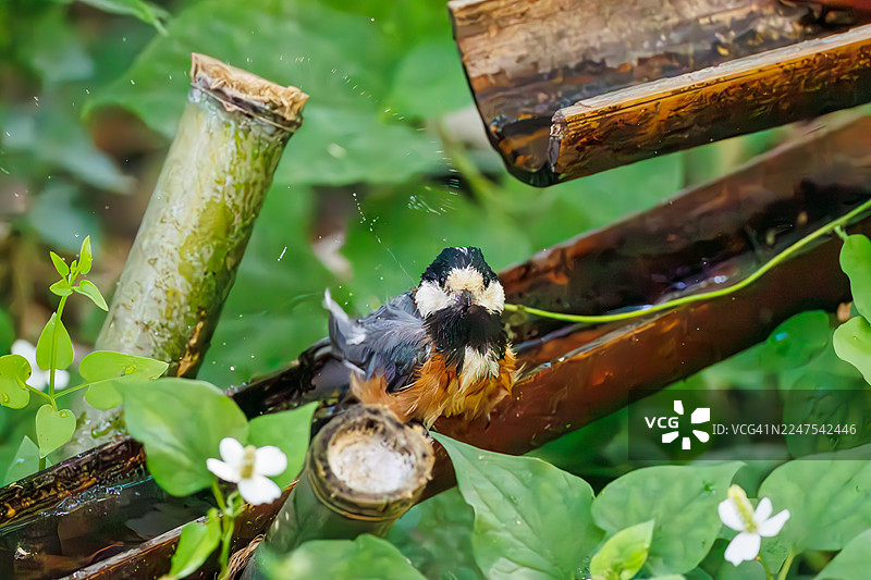 一只可爱的 varius tit (Sittiparus varius,山雀科) 在拍打翅膀准备飞走。包含鱼腥草、蜥蜴尾巴、蕺菜等花卉。在水盆中沐浴。神奈川县秦野市,金刚山寺鸟类保护区,子持山公园。图片素材