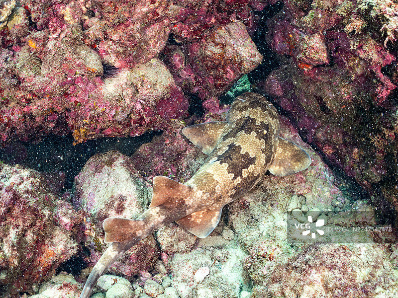 美丽的日本地毯鲨（Orectolobus japonicus Regan）及其他鱼群。日本静冈县伊豆半岛南伊豆中木港平矶海滩 - 2025图片素材