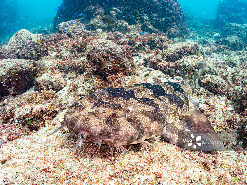 大型美丽的日本须鲨（Orectolobus japonicus Regan）及其他鱼群。日本静冈县伊豆半岛南伊豆町中木港平矶海滩 - 2025图片素材