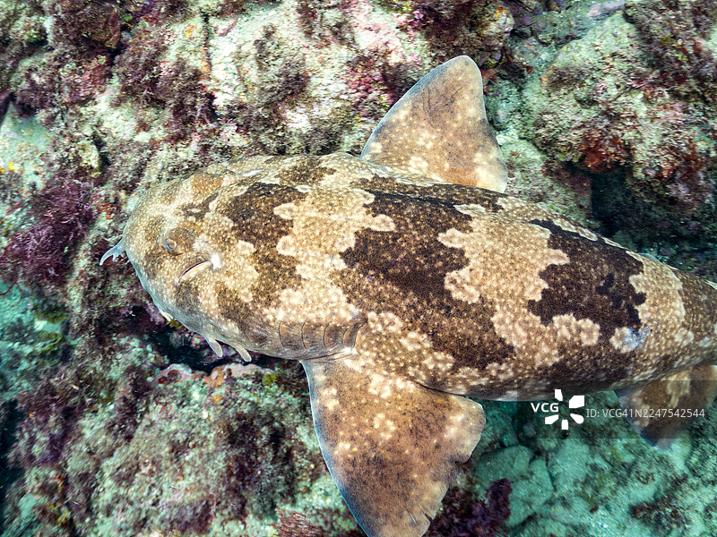 大型美丽的地毯鲨（Orectolobus japonicus Regan）及其他。鱼群。日本静冈县伊豆半岛南伊豆町中木港 Hirizo 海滩 - 2025图片素材