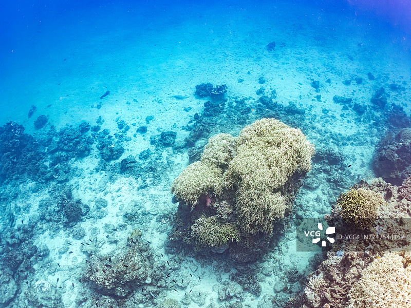 成群的蓝绿海葵鱼、蓝绿海葵鱼(Chromis viridis)、白尾海葵鱼、阿鲁阿鲁阿南海葵鱼及其他鱼类。一群热带鱼。美丽的珊瑚礁和游泳的人们。阿卡海滩,阿卡岛,冲绳,庆良间群岛。图片素材