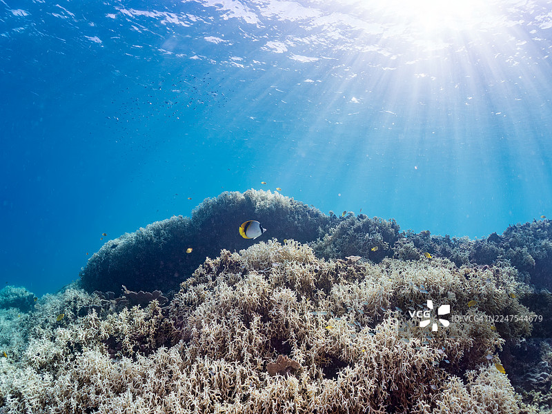 金蝴蝶鱼，纹面蝴蝶鱼，金线蝴蝶鱼，纹面蝴蝶鱼。蓝绿海葵鱼，蓝绿海葵鱼，一群热带鱼。美丽的珊瑚礁和游泳的人们。赤间海滩，赤间岛，冲绳，2025图片素材
