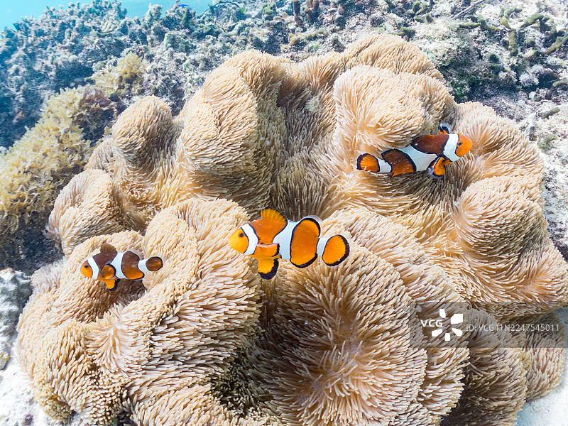 可爱的公子小丑鱼一家与美丽的海葵及其他生物在精彩的珊瑚礁中。一群热带鱼。美丽的珊瑚礁和游泳的人们。菜单，冲绳县八重濑町，县道256号，冲绳，庆良间群岛，岛尻郡，2025图片素材