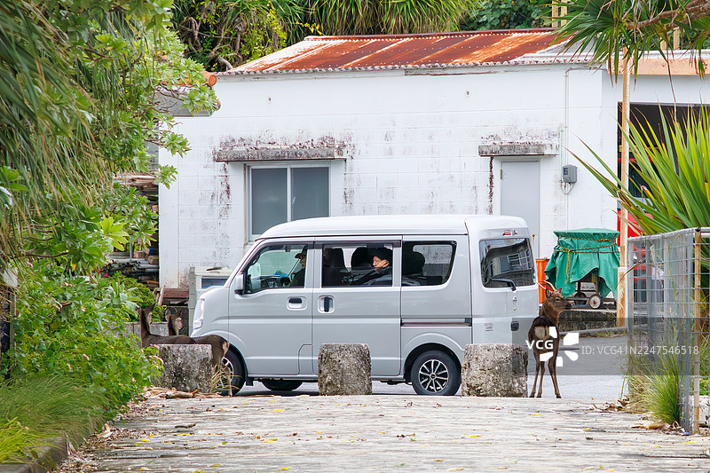 庆良间鹿（赤鹿）是自然界的珍宝。虽然是稀有的野生动物，但它们白天经常出现在城镇中。图片素材