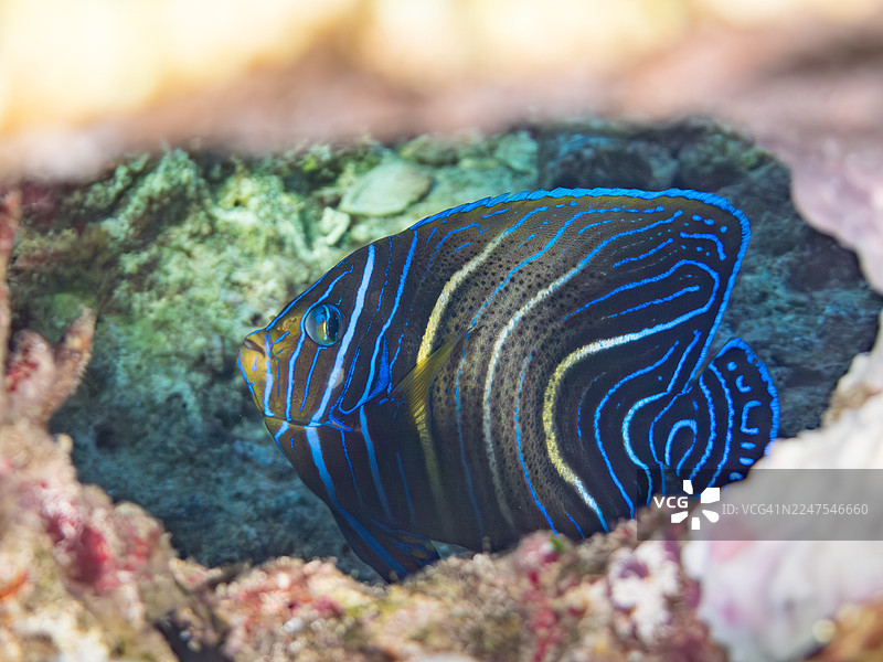 斑马神仙鱼，半环神仙鱼。一群热带鱼。美丽的珊瑚礁和游泳的人们。安波海滩，安波岛，冲绳，庆良间群岛，岛尻郡 - 2025图片素材