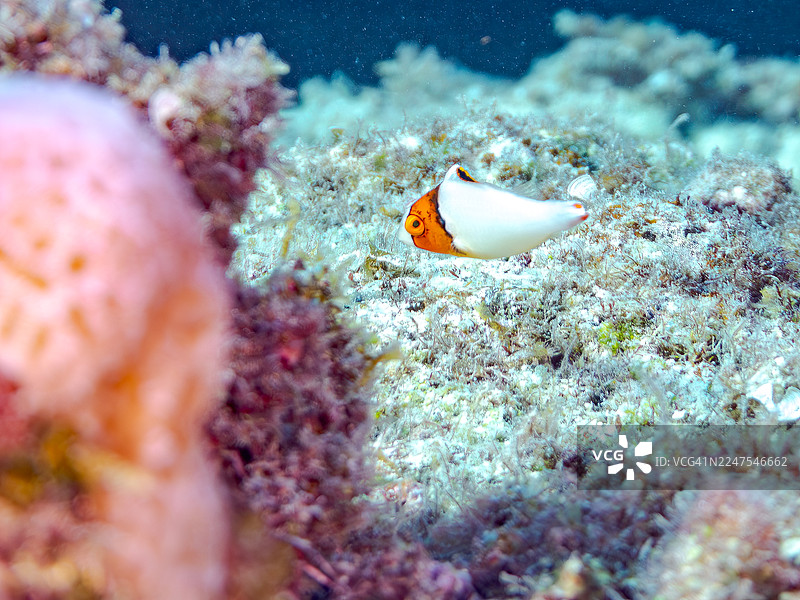 双色鹦嘴鱼，红点鹦嘴鱼，双色鹦嘴鱼，一群热带鱼。美丽的珊瑚礁和游泳的人们。赤间海滩，赤间岛，冲绳，庆良间群岛，岛尻郡 - 2025图片素材