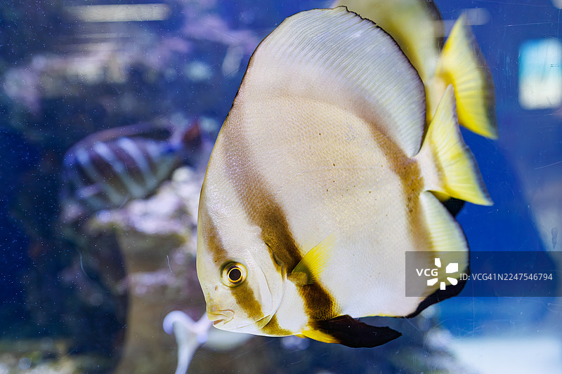 机场大厅里一个巨大的水族箱。金色的蝙蝠鱼，Platax boersii。长鳍蝙蝠鱼，Platax teira。图片素材