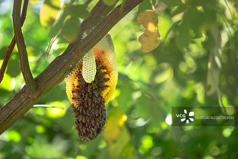 大自然森林中的小蜂巢图片素材