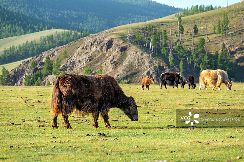 蒙古鄂尔浑山谷的牦牛图片素材