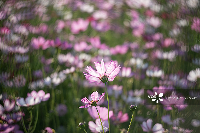 粉色花田，背景柔和虚化。图片素材