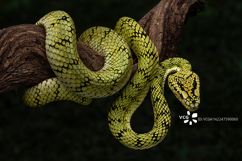 苏门答腊矛头蝮图片素材