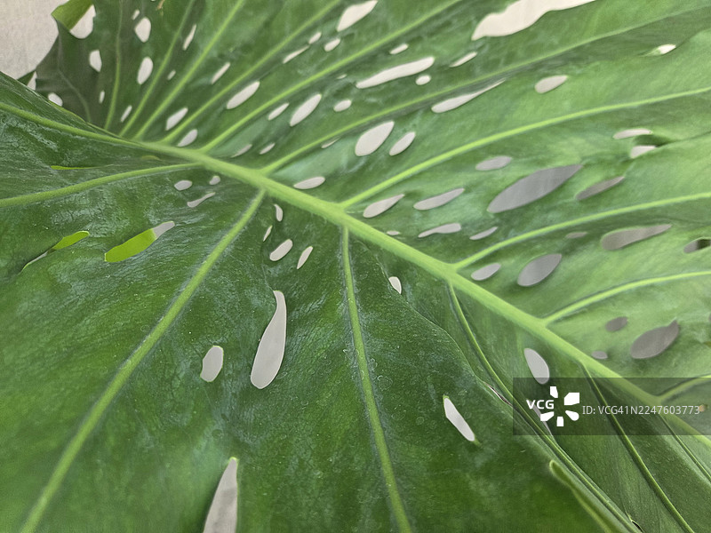 龟背竹，瑞士奶酪厂图片素材