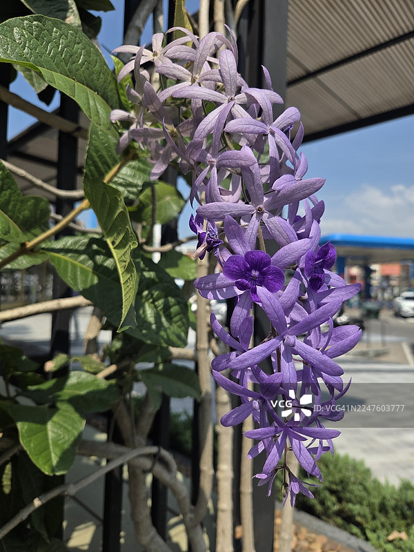 砂纸藤图片素材