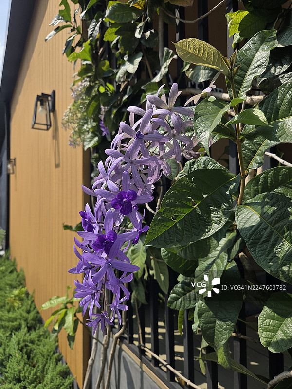 砂纸藤图片素材