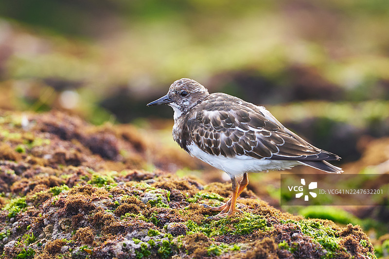 红腹滨鹬（非繁殖期）图片素材