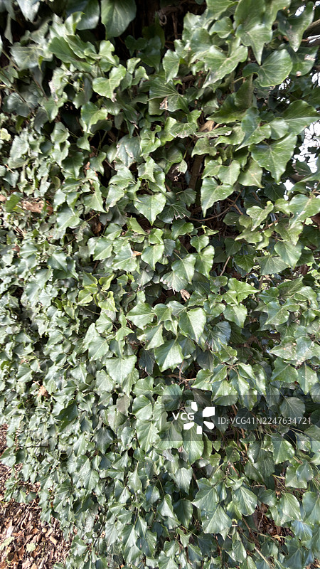 树干基部，秋天的落叶铺满地面，中间生长着野蒜和野葱，树干已被常春藤覆盖图片素材