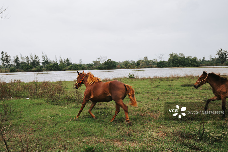 棕色的马匹在池塘背景下的绿色田野上奔腾。自由放养的马匹图片素材