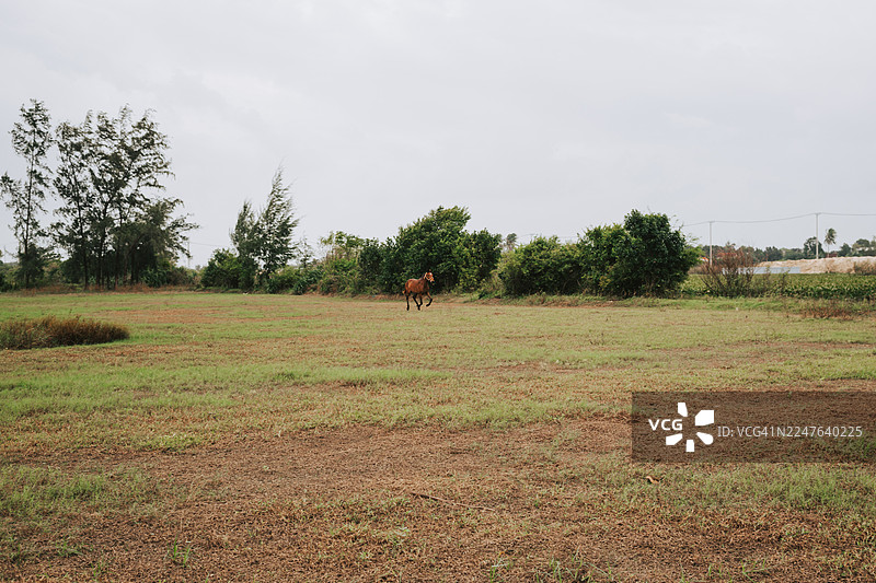 棕色的马在池塘背景下的绿色田野上奔跑。自由的马在大自然中吃草。图片素材