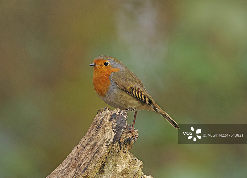 知更鸟 [Erithacus rubecula]图片素材